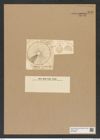 Actinoptychus vicenarius Ehr. (de-Toni-Nr.: Genus 227, Species 5623) Zeichnungen Sammlung Grunow Nr. 9510 (NHMW-BOT-W0379496)
